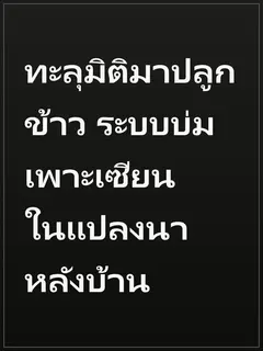 ทะลุมิติมาปลูกข้าว ระบบบ่มเพาะเซียนในแปลงนาหลังบ้าน
